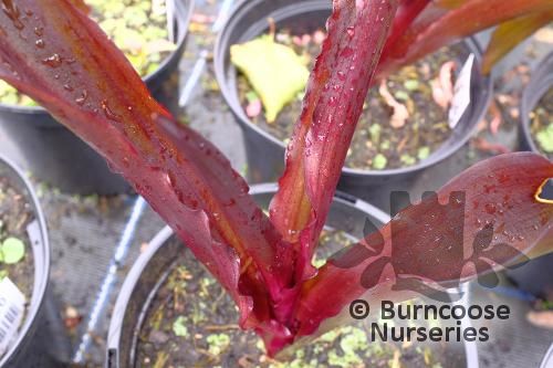 EUCOMIS 'Purple Reign'  